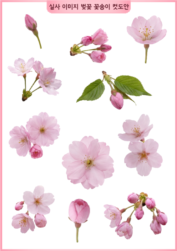 실사 이미지 벚꽃 꽃송이 컷도안